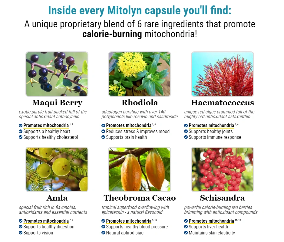 Mitolyn-ingredients-image